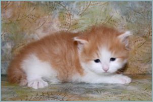 Male Siberian Kitten from Deedlebug Siberians